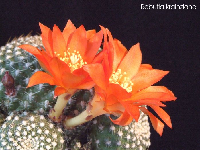 Rebutia krainziana