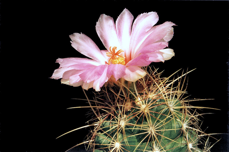 Thelocactus bicolor var. tricolor