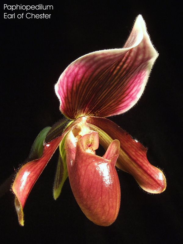 Paphiopedilum Earl Of Chester