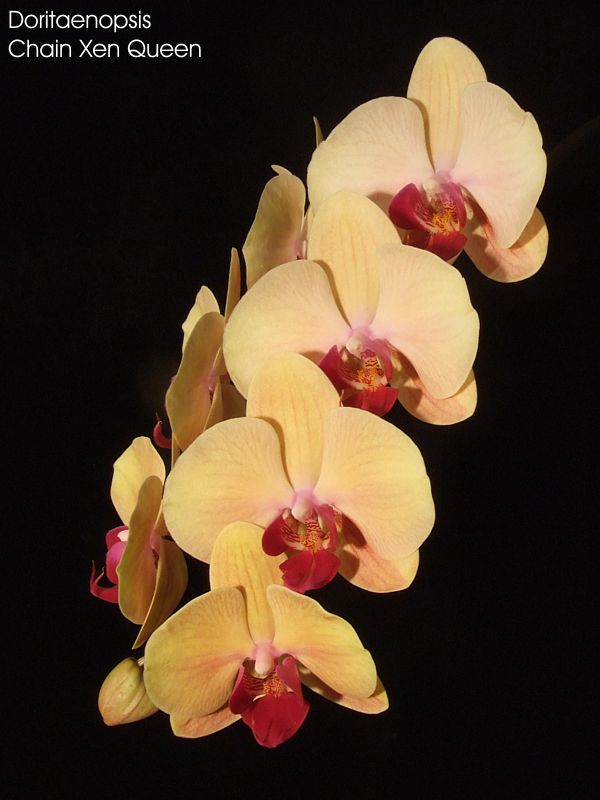 Doritaenopsis Chain Xen Queen