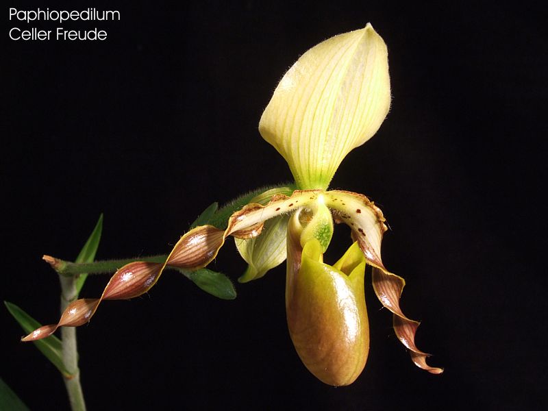 Paphiopedilum Celler Freude