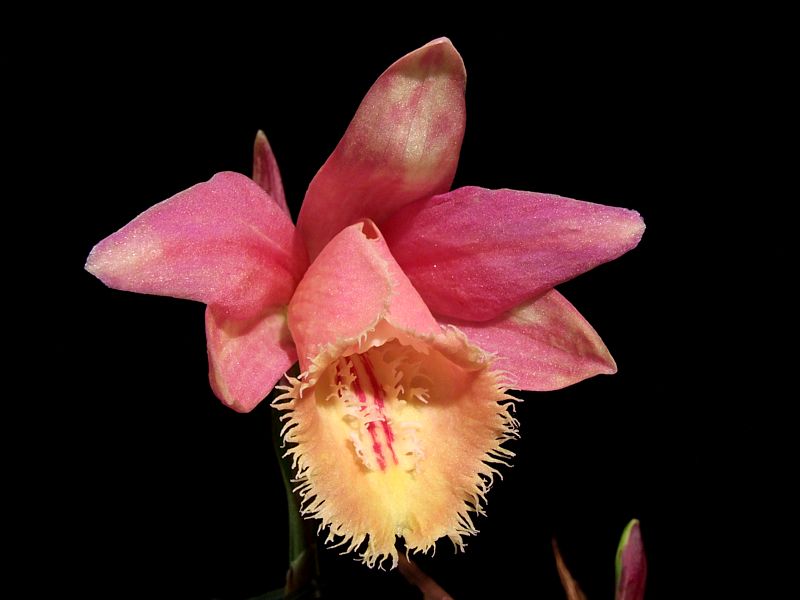 Pleione Quizapu 'Peregrine'