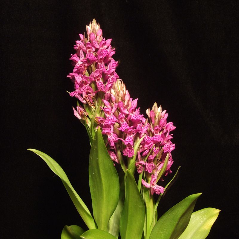 Dactylorhiza-maculata-Hybride von Koc