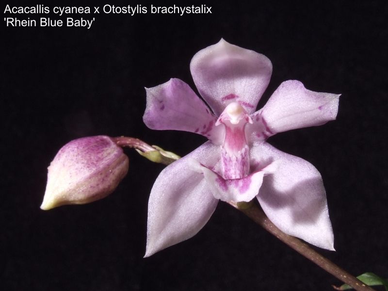 Acacallis cyanea x Otostylis brachystalix 'Rhein Blue Baby'