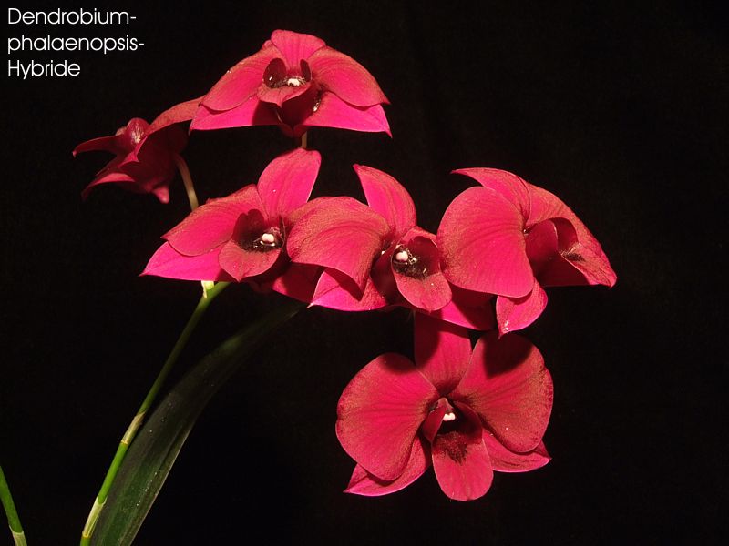 Dendrobium-phalaenopsis-Hybride