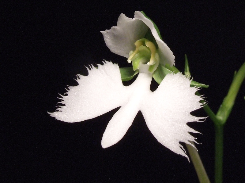 Habenaria radiata