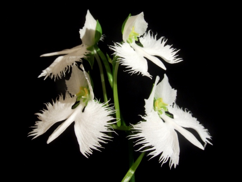 Habenaria radiata