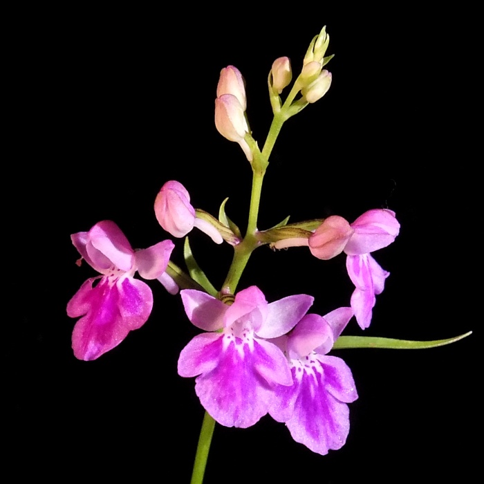 Ponerorchis graminifolia