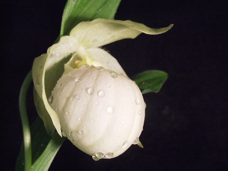 Cypripedium Sabine Pastell