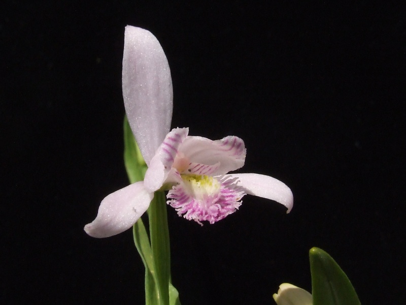 Pogonia ophioglossoides