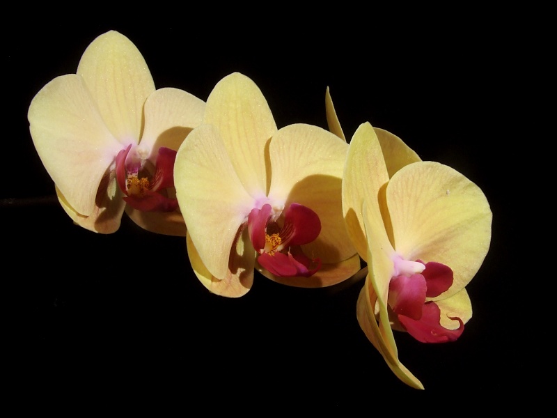 Doritaenopsis Chain Xen Queen