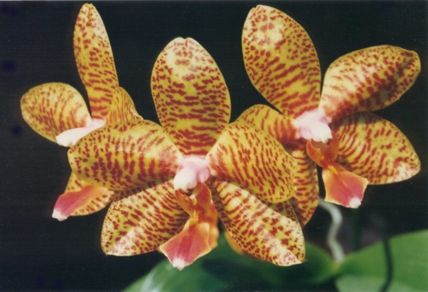 Phalaenopsis-Hybride