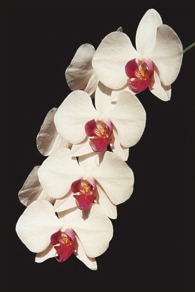Phalaenopsis-Hybride