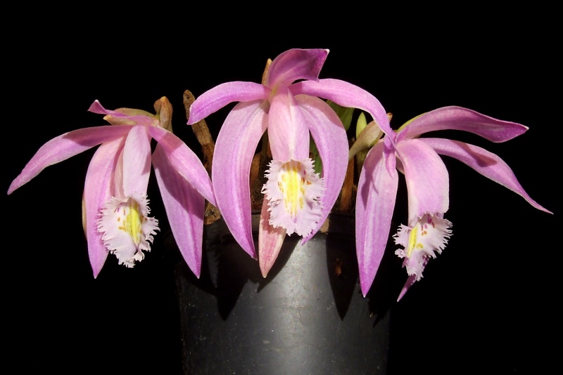 Pleione praecox 'Berggarten'
