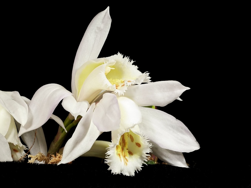 Pleione