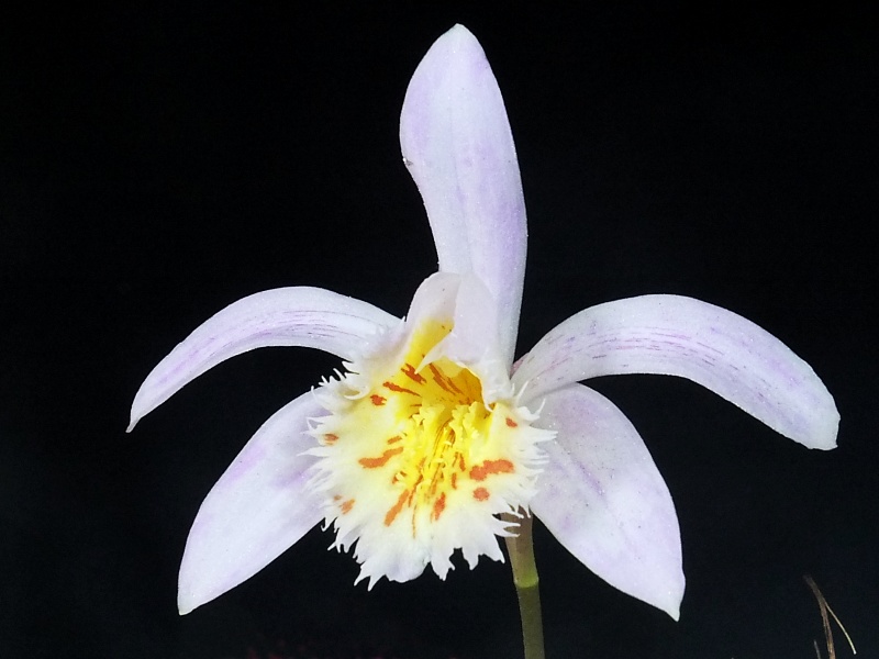 Pleione