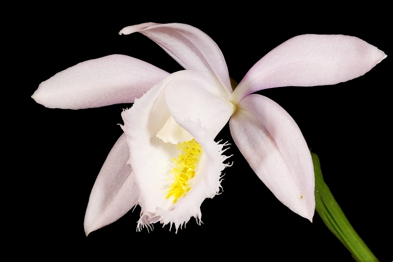 Pleione