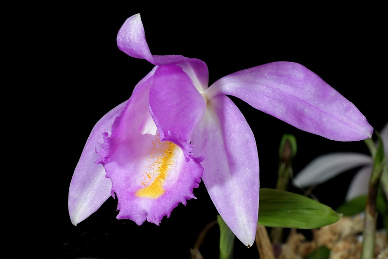 Pleione