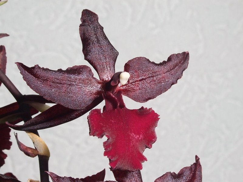 Colmanara Massai Red