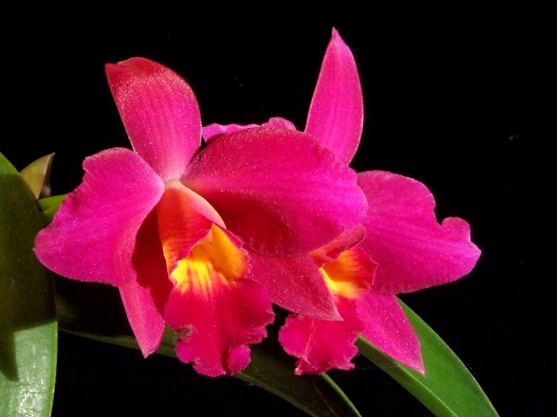 Sophrolaeliocattleya Miyuki 'Little King'