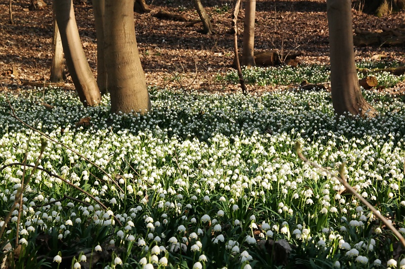 M&auml;rzenbecher im Harzvorland