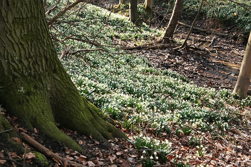 M&auml;rzenbecher im Harzvorland
