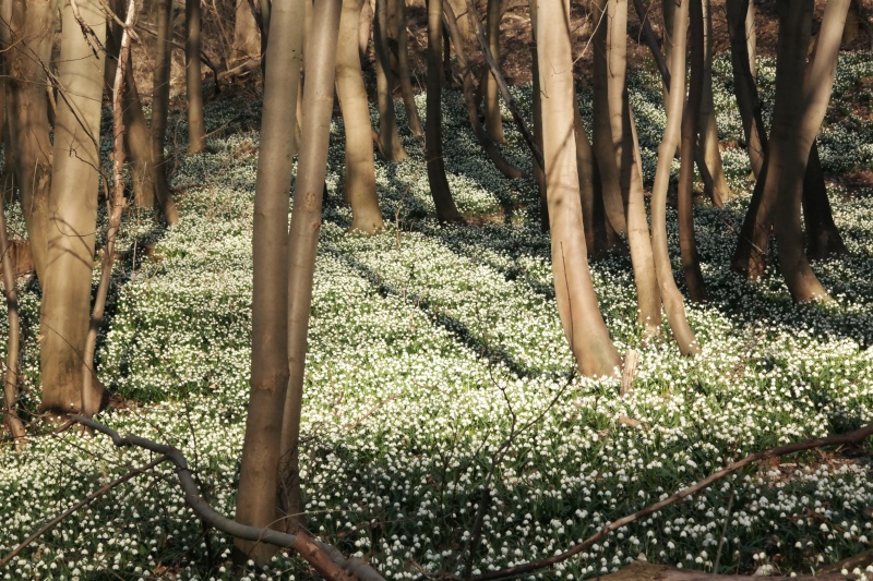 M&auml;rzenbecher im Harzvorland