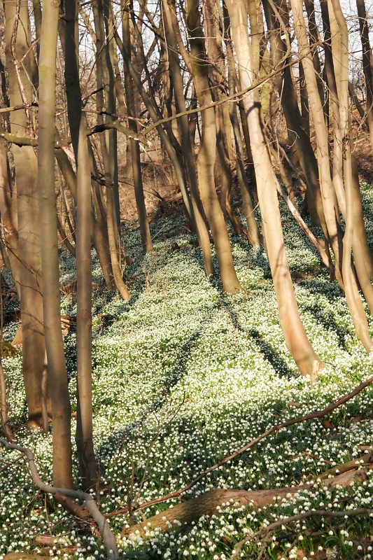 M&auml;rzenbecher im Harzvorland