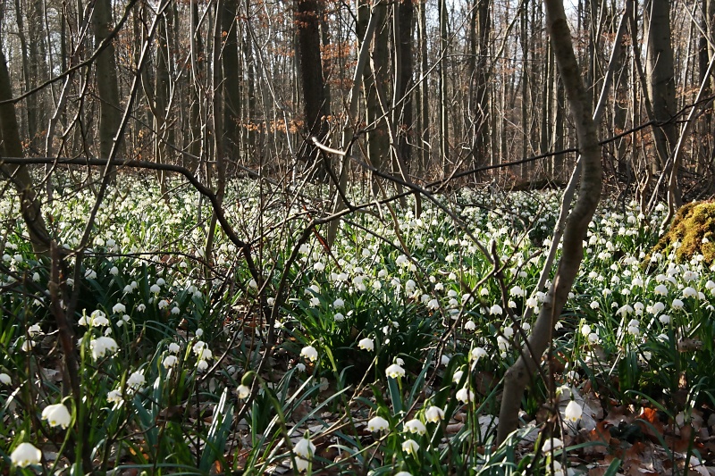 M&auml;rzenbecher im Oderwald