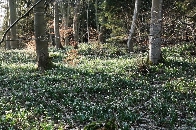 M&auml;rzenbecher im Oderwald