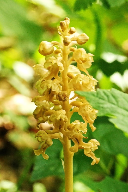 Orchideen und Diptam im Huy