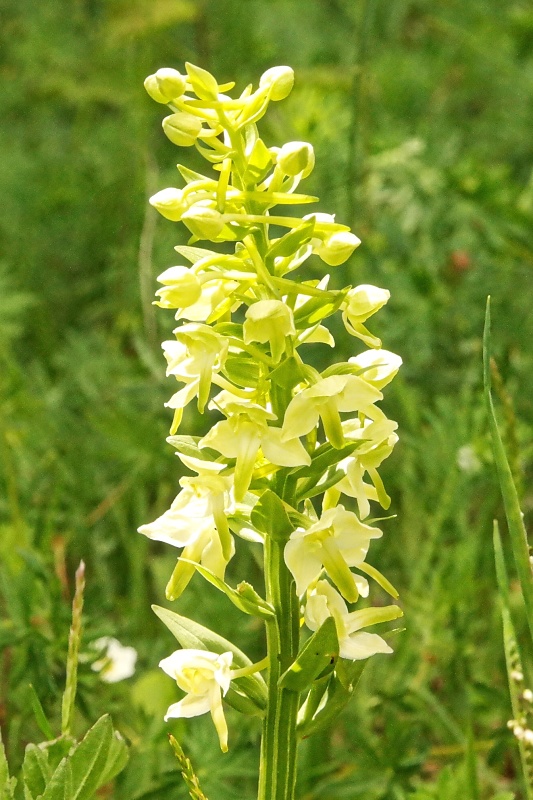 Orchideen und Diptam im Huy