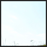 2021-04-28_Schluesselblumen_Liebenburg_t_1b_2_1.jpg