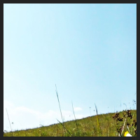 2021-04-28_Schluesselblumen_Liebenburg_t_1b_2_2.jpg