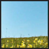 2021-04-28_Schluesselblumen_Liebenburg_t_1b_2_3.jpg