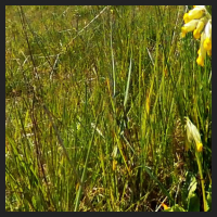 2021-04-28_Schluesselblumen_Liebenburg_t_1b_3_2.jpg