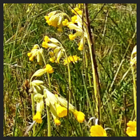 2021-04-28_Schluesselblumen_Liebenburg_t_1b_3_4.jpg
