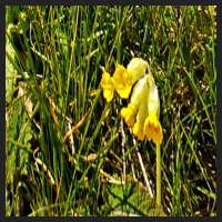 2021-04-28_Schluesselblumen_Liebenburg_t_1b_4_3.jpg