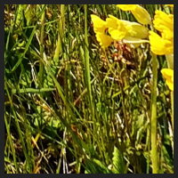 2021-04-28_Schluesselblumen_Liebenburg_t_1b_4_4.jpg