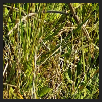 2021-04-28_Schluesselblumen_Liebenburg_t_1d_1_3.jpg