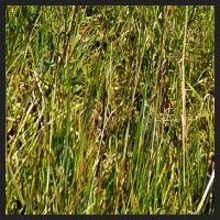2021-04-28_Schluesselblumen_Liebenburg_t_1f_4_2.jpg