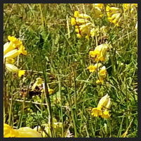 2021-04-28_Schluesselblumen_Liebenburg_t_1l_3_1.jpg