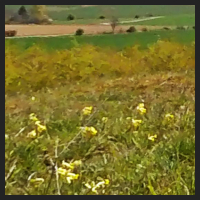 2021-04-28_Schluesselblumen_Liebenburg_t_1r_3_1.jpg