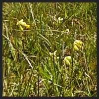 2021-04-28_Schluesselblumen_Liebenburg_t_1r_4_1.jpg