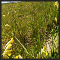 2021-04-28_Schluesselblumen_Liebenburg_t_2b_2_1.jpg