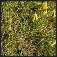 2021-04-28_Schluesselblumen_Liebenburg_t_2d_1_2.jpg