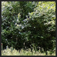 2022-06-15_Knabenkraeuter_Herzogsberge_t_1l_2_3.jpg