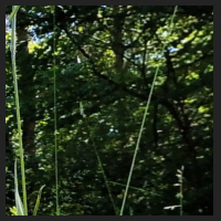 2022-06-15_Knabenkraeuter_Herzogsberge_t_1r_2_4.jpg