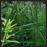 2022-06-15_Knabenkraeuter_Herzogsberge_t_1r_3_1.jpg