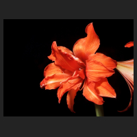 2013-01_Hippeastrum_Kolibri_Fanfare.jpg